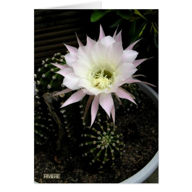 Cactus Hälsningskort (Framsidan)