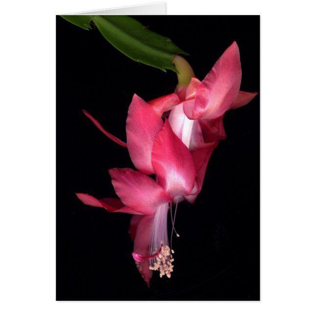 Cactus Hälsningskort (Framsidan)