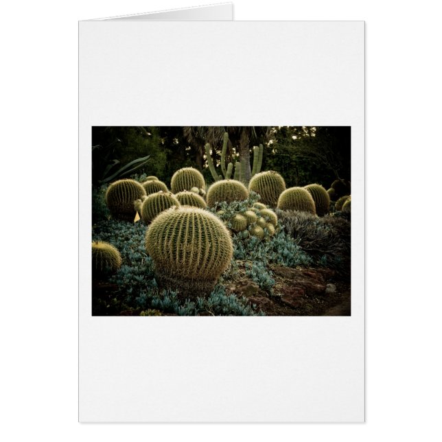 Cactus Hälsningskort (Framsidan)