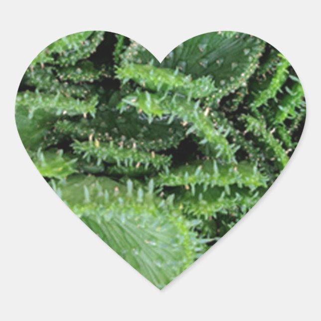 Cactus Hjärtformat Klistermärke (Framsida)