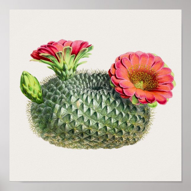 Cactus Illustration Poster (Framsidan)