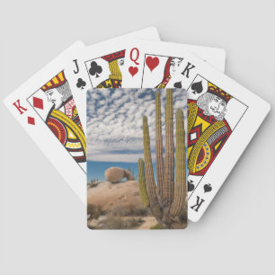 Cactus in Desert Scenia Casinokort