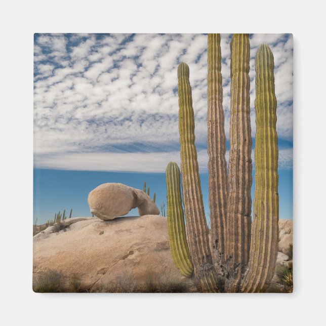 Cactus in Desert Scenia Magnet (Framsidan)