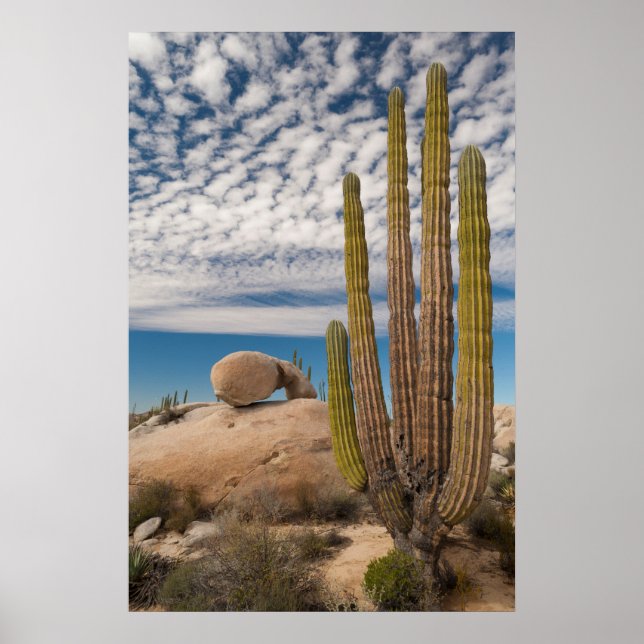 Cactus in Desert Scenia Poster (Framsidan)