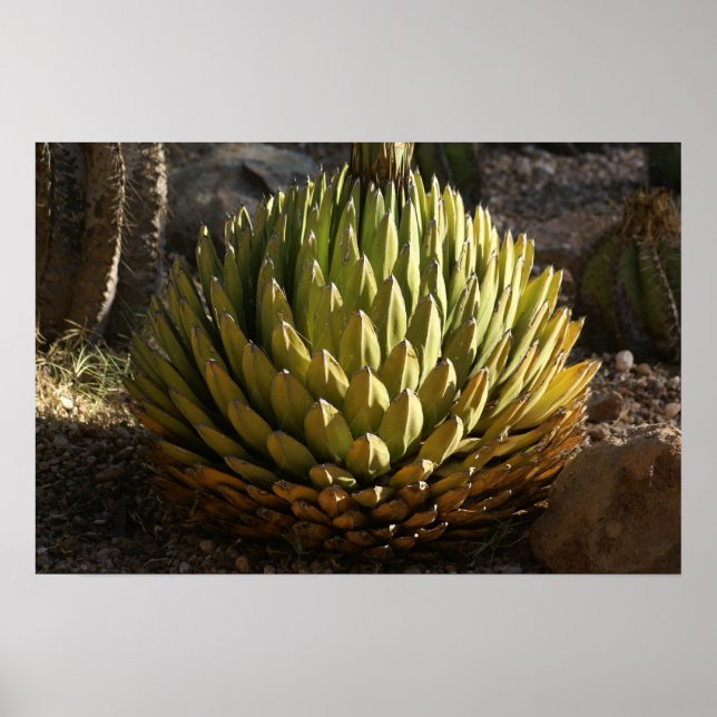 Cactus in God-Light Poster (Framsidan)