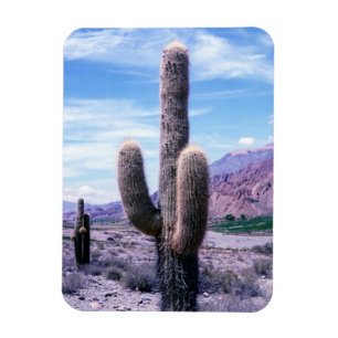 Cactus in Jujuy Province - norra Argentina Magnet