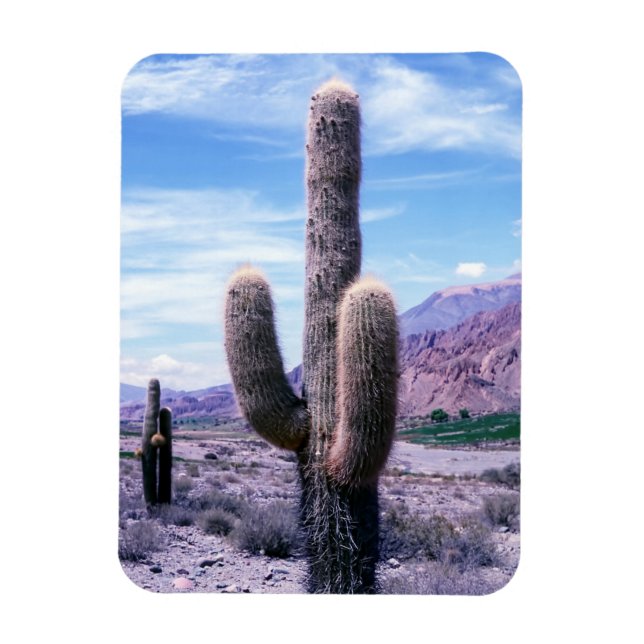 Cactus in Jujuy Province - norra Argentina Magnet (Vertikal)