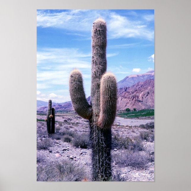 Cactus in Jujuy Province - norra Argentina. Poster (Framsidan)