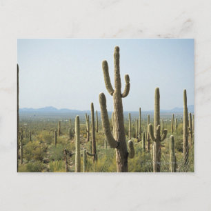 Cactus in Saguaro nationalpark, Arizona 2 Vykort