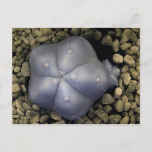 Cactus, infrarött foto vykort