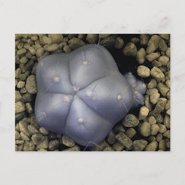 Cactus, infrarött foto vykort (Framsida)