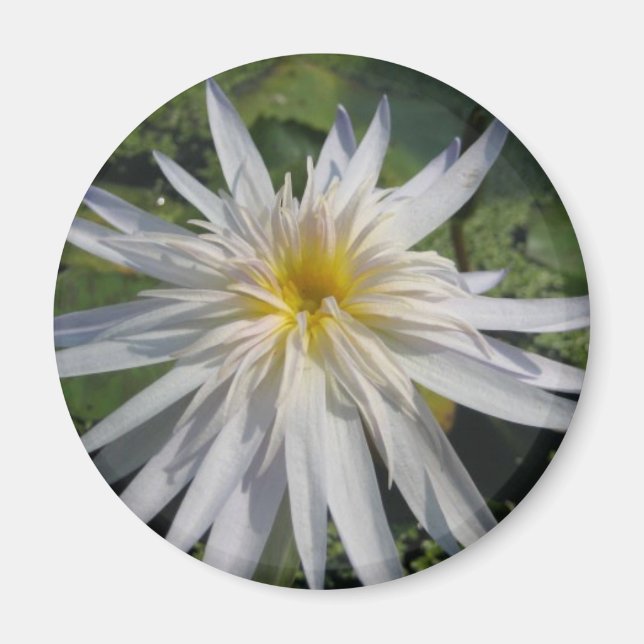 Cactus Jack Magnet (Framsidan)