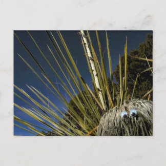 Cactus kompis #1 vykort