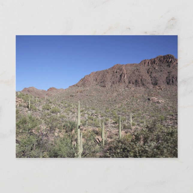 Cactus liggande vykort (Framsida)