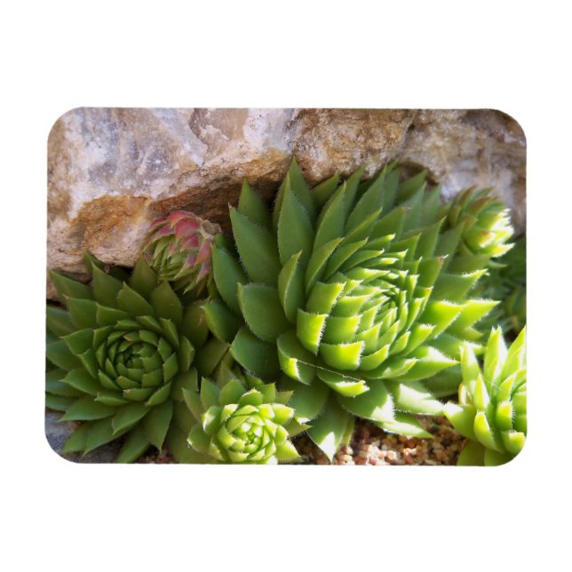 Cactus Magnet (Horisontell)