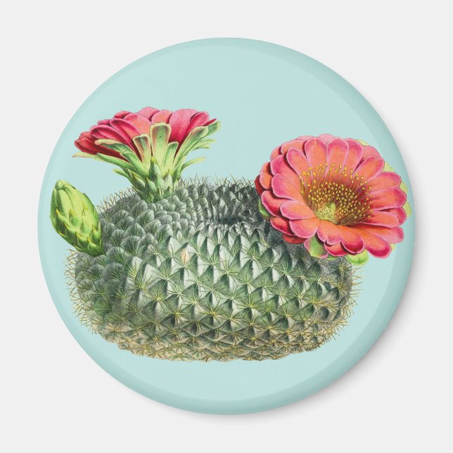 Cactus Magnet (Framsidan)