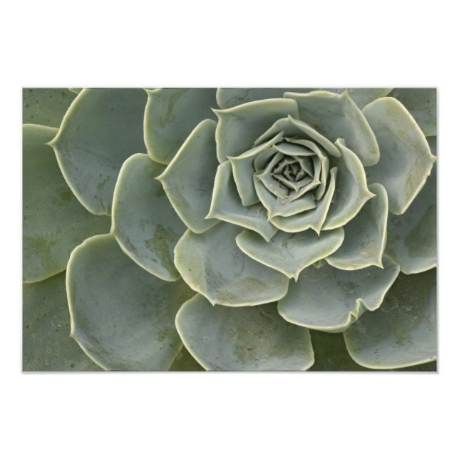 Cactus mönster fototryck (Framsidan)