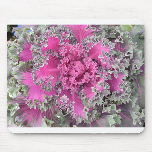 Cactus Musmatta (Framsidan)