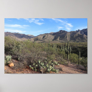 Cactus och Catalina Mountains i Tucson, Arizona Poster
