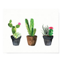 Cactus och Succulent Trio Two