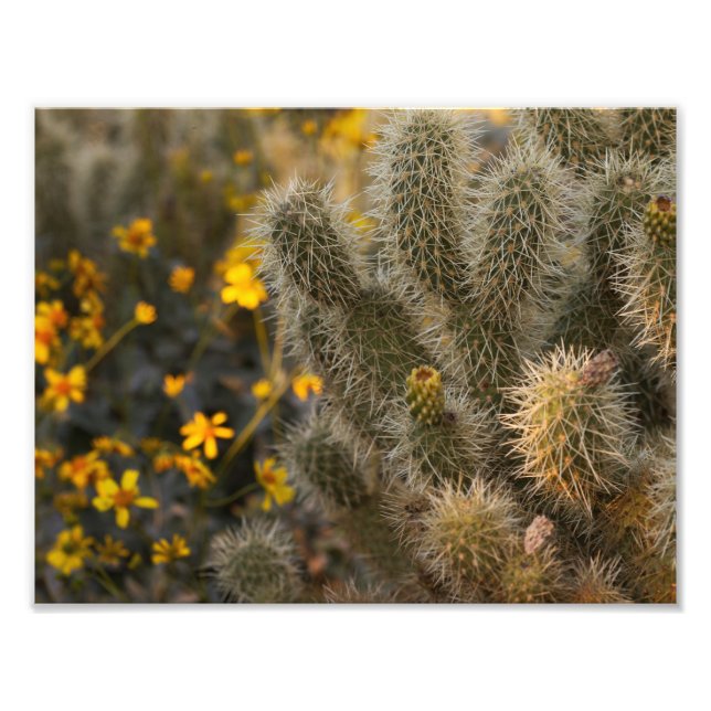 Cactus och Wildblommor Fototryck (Framsidan)
