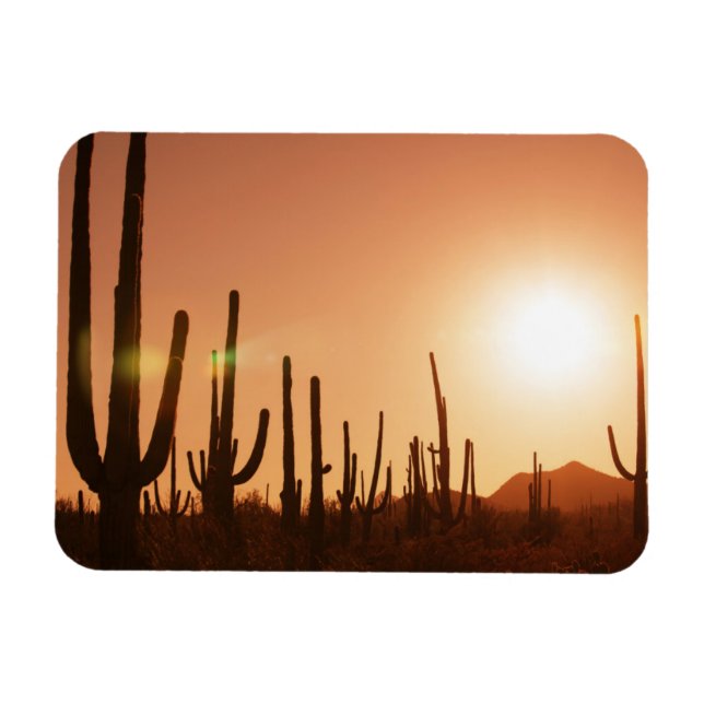 Cactus on Desert Magnet (Horisontell)