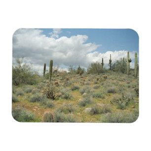 Cactus Pastoral Decorative Western Photo Magnets Magnet