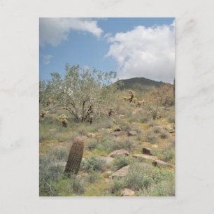 Cactus Pastoral Sonoran Arizona Fotovykort Vykort