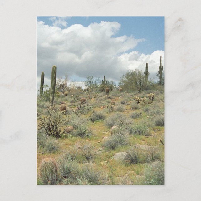 Cactus Pastoral Sweep Desert Photo Postcards Vykort (Framsida)
