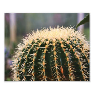 Cactus Photo Print Fototryck
