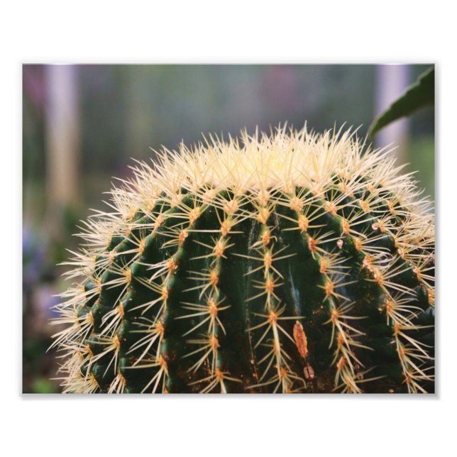 Cactus Photo Print Fototryck (Framsidan)