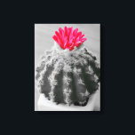 Cactus Plant Black White Photo with Rosa Flower Canvastryck<br><div class="desc">Cactus Plant Black and White Photography with Selective Rosa Flower in färg</div>