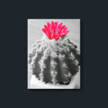Cactus Plant Black White Photo with Rosa Flower Canvastryck<br><div class="desc">Cactus Plant Black and White Photography with Selective Rosa Flower in färg</div>