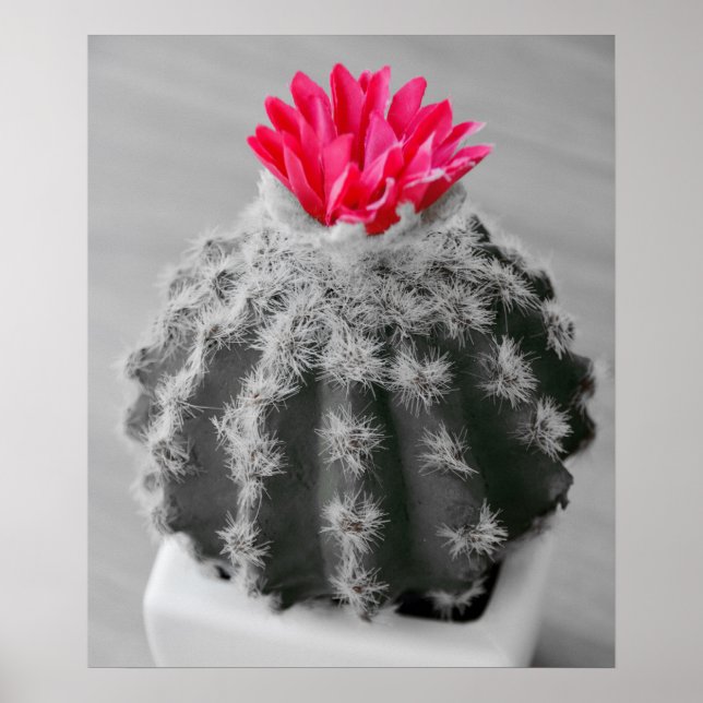 Cactus Plant Black White Photo with Rosa Flower Poster (Framsidan)