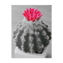 Cactus Plant Black White Photo with Rosa Flower