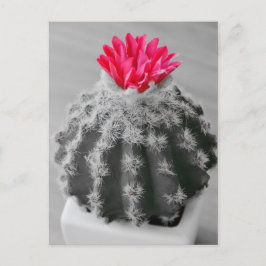 Cactus Plant Black White Photo with Rosa Flower Vykort