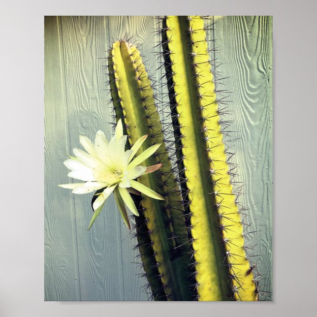 Cactus Plant med Flower Photograph Nature Art Poster (Framsidan)