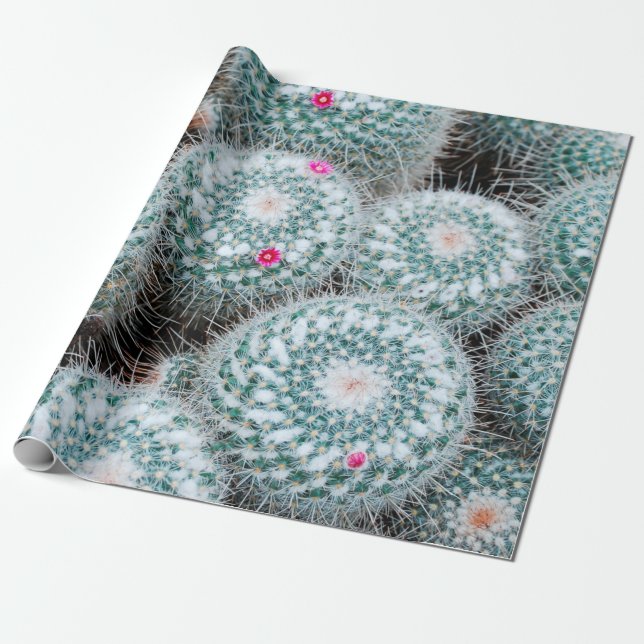 Cactus Plants with Tiny Rosa Flowers Presentpapper (Utrullad)