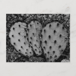 Cactus Porträtt B/W-foto Vykort