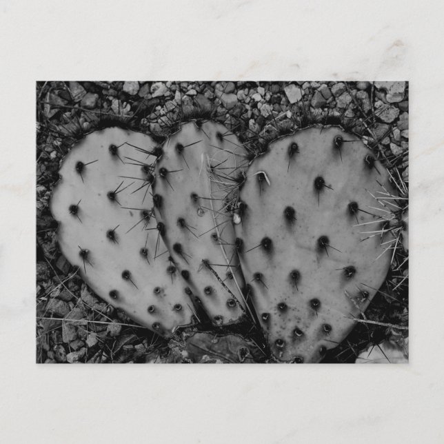 Cactus Porträtt B/W-foto Vykort (Framsida)