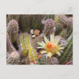 Cactus：Postcard Vykort