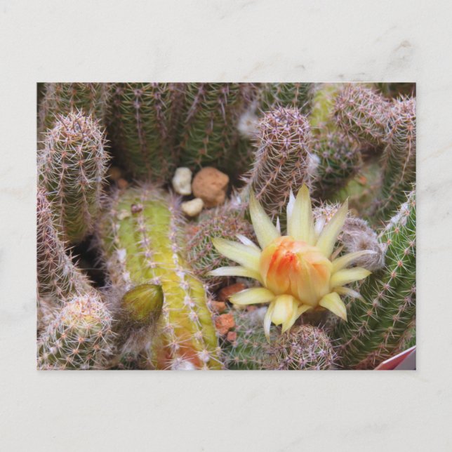 Cactus：Postcard Vykort (Framsida)