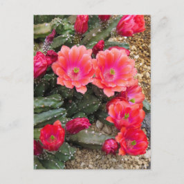 Cactus：Postcard Vykort