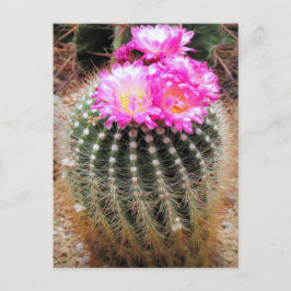 Cactus:Postcard Vykort