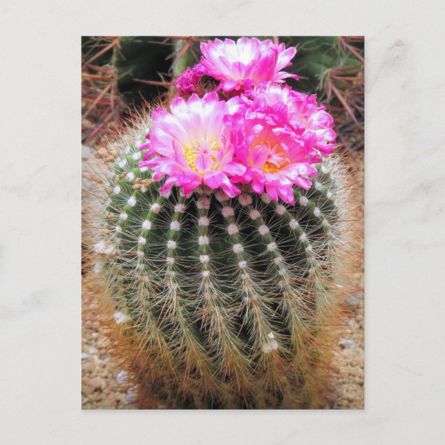 Cactus：Postcard Vykort (Framsida)