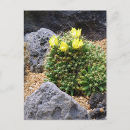 Cactus：Postcard Vykort
