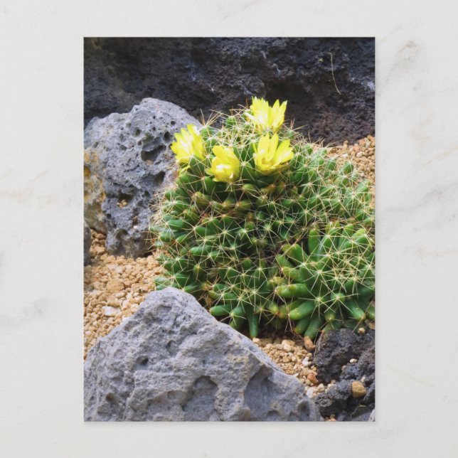 Cactus：Postcard Vykort (Framsida)