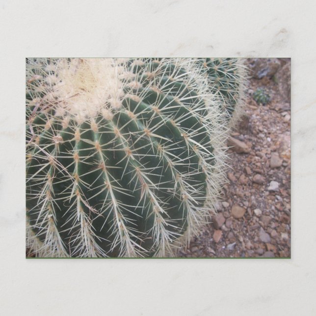 Cactus Postcards Vykort (Framsida)