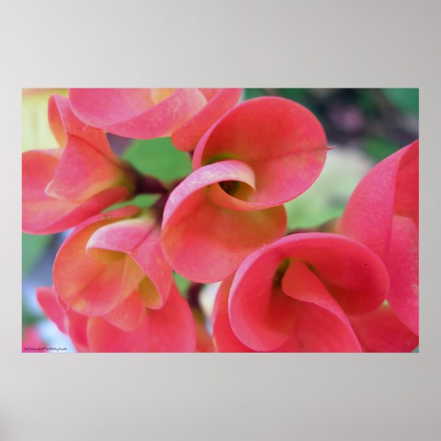 Cactus Poster (Framsidan)