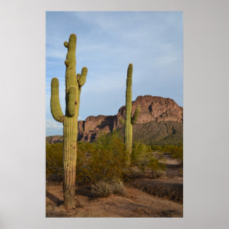 Cactus Poster